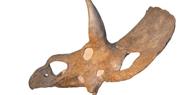 An image of the controversial skull of Nedoceratops hatcheri, which has paleontologists rethinking the triceratops.