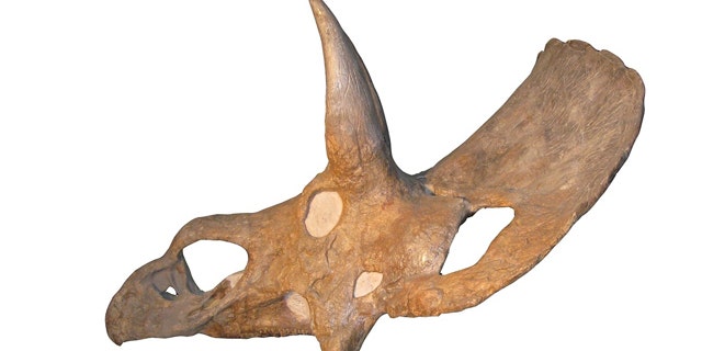 An image of the controversial skull of Nedoceratops hatcheri, which has paleontologists rethinking the triceratops.