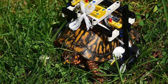 The turtle "never even hesitated" once he got his wheelchair, Fraess said.