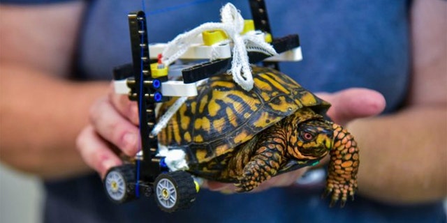 Garrett Fraess, a veterinary extern at the zoo, said they "drew some sketches of a customized wheelchair" before sending them off to "a LEGO enthusiast" friend of his.