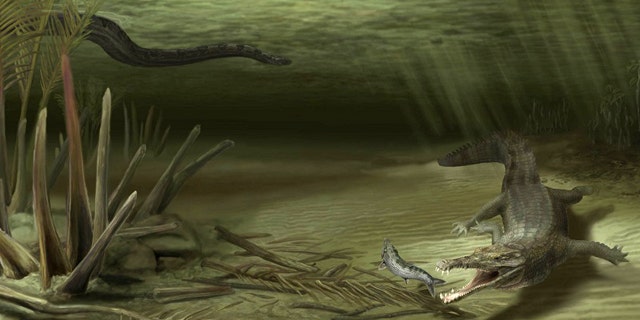 This illustration shows how Acherontisuchus guajiraensis, a 60-million-year-old ancestor of crocodiles, would have looked in its natural setting. Titanoboa, the worlds largest snake, is pictured in the background.