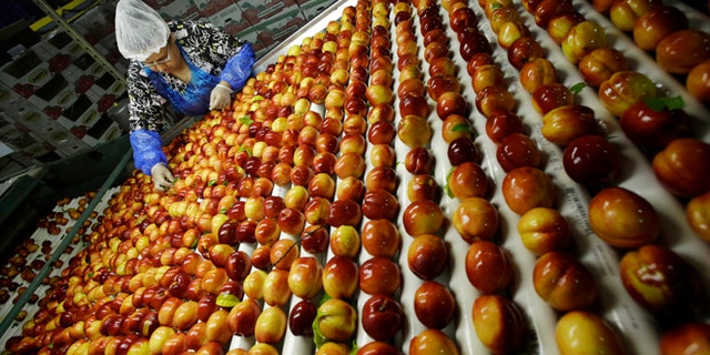 FILE - In this Tuesday, Aug. 27, 2013 file photo, a worker removes leaves as nectarines get sorted for packaging at Eastern ProPak Farmers Cooperative in Glassboro, N.J. The U.N. food agency said Wednesday, Sept. 11, 2013, that one-third of all food produced in the world gets wasted, amounting to a loss of $750 billion a year.  (AP Photo/Mel Evans, File)