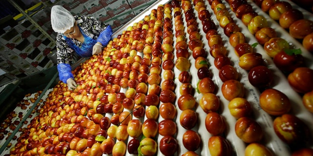 FILE - In this Tuesday, Aug. 27, 2013 file photo, a worker removes leaves as nectarines get sorted for packaging at Eastern ProPak Farmers Cooperative in Glassboro, N.J. The U.N. food agency said Wednesday, Sept. 11, 2013, that one-third of all food produced in the world gets wasted, amounting to a loss of $750 billion a year. (AP Photo/Mel Evans, File)
