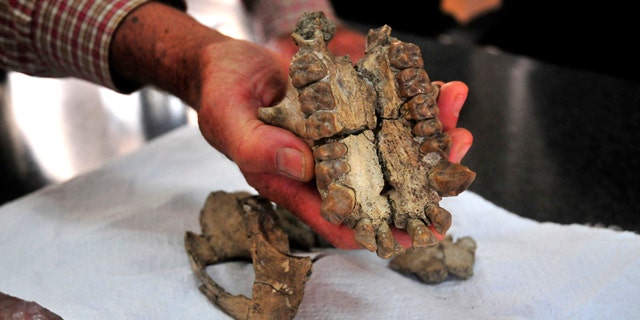 Aug. 2, 2011: Ugandan and French scientists discovered the fossil of a skull of a tree-climbing ape from about 20 million years ago in Uganda's Karamoja region, the team said on Tuesday. The scientists found the remains on July 18 while looking for fossils in the remnants of an extinct volcano in Karamoja, a semi-arid region in Uganda's northeastern corner.