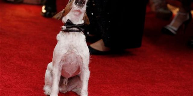 Uggie, the dog, from the film "The Artist" arrives at the 69th Annual Golden Globe Awards Sunday, Jan. 15, 2012, in Los Angeles. (AP Photo/Matt Sayles)