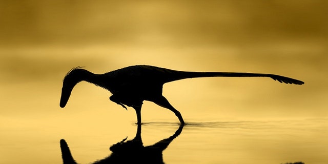 This image was created by Scott Hartman and shows the dinosaur Unenlagia comahuensis looking for fish at dawn.