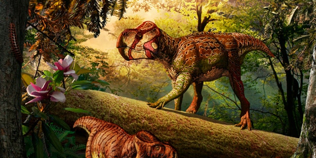 Unescoceratops koppelhusae (upper right) and Gryphoceratops morrisonii (lower left), new leptoceratopsid dinosaurs from Alberta, Canada.