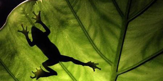 A Taipei tree frog climbs a leaf in Tucheng, Taipei County, July 21, 2010.