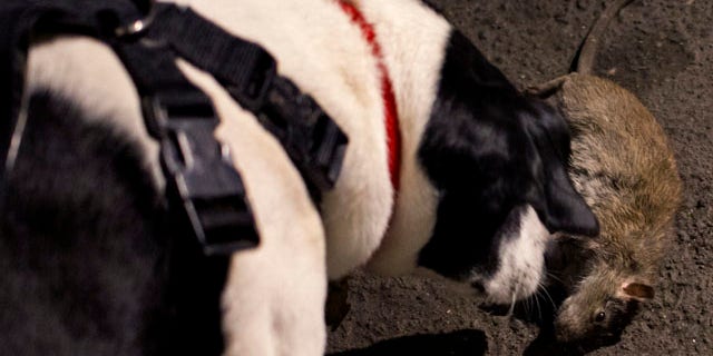 April 26, 2013: A dog named Paco, owned by Bill Reyna of Wayne, N.J., looks over a dead rat in a lower Manhattan alley in New York.