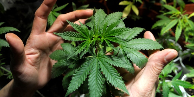 FILE - In this Nov. 14, 2012 file photo, a marijuana grower shows plants he is cultivating with some friends in Montevideo, Uruguay. The Uruguayan Congress is debating President Jose Mujica's proposal to fight organized crime by legalizing the production and sale of marijuana. A vote is expected late Wednesday, July 31, 2013 on the proposal to license growers, sellers and consumers, with a confidential registry to keep people from buying more than 40 grams a month. Anyone carrying, growing or selling pot without a license would face stiff penalties including long prison terms. (AP Photo/Matilde Campodonico, File)