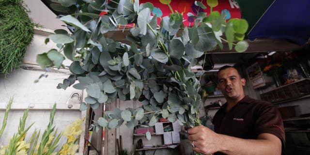 A flower seller shows a eucalyptus stalks in Caracas, Venezuela, Wednesday, Nov. 19, 2014. In Venezuela people now burn eucalyptus as a method of keeping the bugs away now that DEET is all but extinct there. (AP Photo/Ariana Cubillos)
