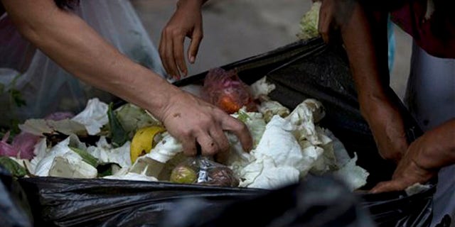 En esta imagen, tomada el 2 de junio de 2016, varias personas revisan bolsas de basura en busca de frutas y verduras en el exterior de un supermercado en el centro de Caracas, en Venezuela. A las personas desempleadas que buscan comida entre los alimentos que tiran las tiendas suelen unirse ahora propietarios de pequeños negocios, estudiantes universitarios o jubilados, personas que se consideran dentro de la clase media. El nivel de vida se ve afectado desde hace tiempo por una inflación de tres dígitos y escasez de alimentos, algo que lleva a muchos a recurrir a la agricultura urbana para devolver las verduras a su dieta. (AP Foto/Fernando Llano)