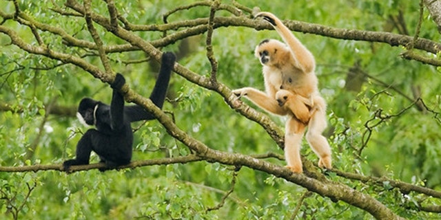In this July 2011 photo released by Conservation International, an adult female northern white-cheeked crested gibbon, right, carries its baby as an adult male sits nearby at Pu Mat National Park, Nghe An province in Vietnam. About 455 northern white-cheeked crested gibbons were discovered in the National Park during a survey by the wildlife group Conservation International. The group is the largest known remaining population of the critically endangered primate.