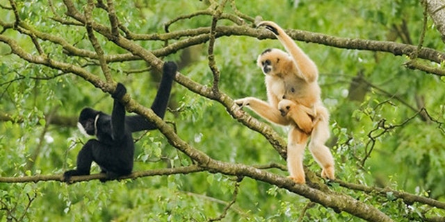 In this July 2011 photo released by Conservation International, an adult female northern white-cheeked crested gibbon, right, carries its baby as an adult male sits nearby at Pu Mat National Park, Nghe An province in Vietnam. About 455 northern white-cheeked crested gibbons were discovered in the National Park during a survey by the wildlife group Conservation International. The group is the largest known remaining population of the critically endangered primate.