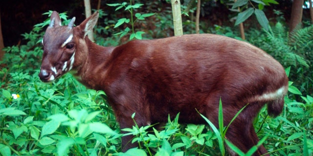 In this undated photo released by the international conservation group WWF, a saola pauses in the jungle of Vietnam. A new nature reserve in Quang Nam, central Vietnam, raises hope for the survival of the recently discovered and critically endangered antelope-like species called the saola, an official said Monday, April 18, 2011. The saola looks like a small deer or antelope with two horns, even though it's locally called an Asian "unicorn."