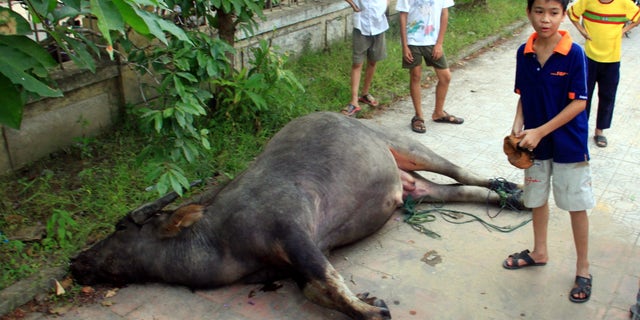 May 10: A water buffalo lies dead outside a kindergarten in central Hue City, Vietnam. The buffalo injured 10 people while on a wild tear through crowded streets, across a river and inside a house before being gunned down at a kindergarten.