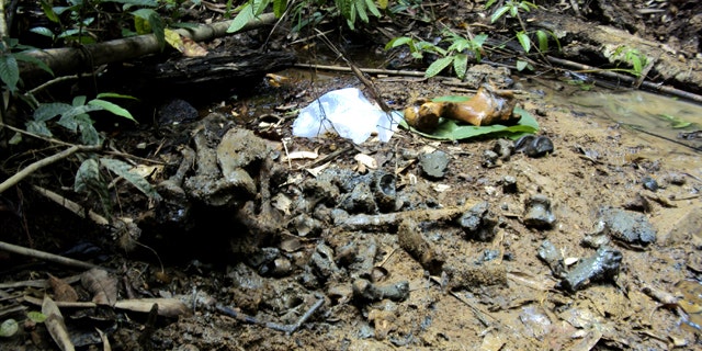 April 30: Bones of a Javan rhino lie on the ground at Cat Tien National Park in Dong Nai province, Vietnam. The creature, one of the world's rarest large mammals, has been found shot dead with its horn chopped off in the national park in southern Vietnam, a suspected victim of poachers, conservationists said.