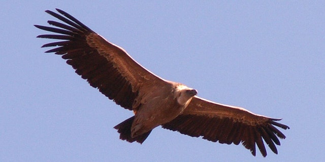 A Griffon Vulture soars through the skies.