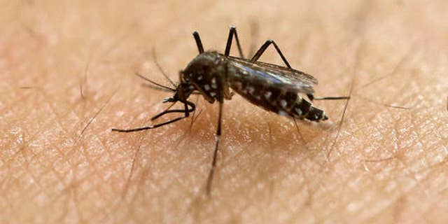 FILE - In this Jan. 18, 2016, file photo, a female Aedes aegypti mosquito, known to be a carrier of the Zika virus, acquires a blood meal on the arm of a researcher at the Biomedical Sciences Institute of Sao Paulo University in Sao Paulo, Brazil. The World Health Organization said Friday Sept. 2, 2016, that the outbreak of Zika remains an international health emergency and noted the virus is continuing to infect new countries. (AP Photo/Andre Penner, File)