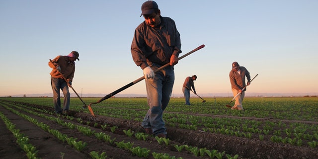 HOLTVILLE, CA - OCTOBER 08: Mexican agricultural workers cultivate romaine lettuce on a farm on October 8, 2013 in Holtville, California. Thousands of Mexican workers cross the border legally each night from Mexicali, Mexico into Calexico, CA, where they pick up work as agricultural day laborers in California's fertile Imperial Valley. Although the Imperial Valley, irrigated from water diverted from the Colorado River, is one of the most productive agricultural areas in the United States, it has one of the highest unemployment rates in California, at more than 25 percent. Mexican farm workers commute each day from Mexicali to work in the fields for about $9 an hour, which many local U.S. residents shun as too low pay. (Photo by John Moore/Getty Images)