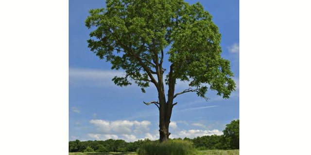 Leaves of the walnut tree contain progesterone, the female sex hormone, discovered for the first time in a plant.