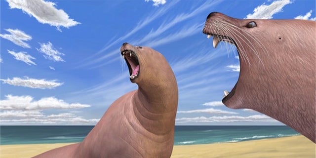 An artist's interpretation of the newfound ancient walrus species <i>Archaeodobenus akamatsui</i> found in Japan.