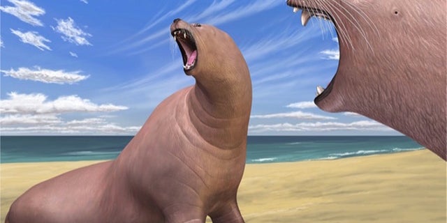 An artist's interpretation of the newfound ancient walrus species <i>Archaeodobenus akamatsui</i> found in Japan.