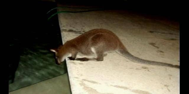 A freewheeling wallaby has been roaming through Windmere, reports ClickOrlando.com.