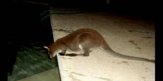 A freewheeling wallaby has been roaming through Windmere, reports ClickOrlando.com.