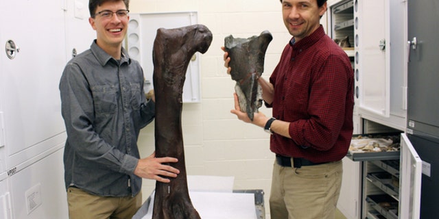 The study's two authors, Christian Sidor, Burke Museum curator of vertebrate paleontology, and Brandon Peecook, University of Washington graduate student, compare the recently found fossil (right) with a cast of a <i>Daspletosaurus</i> femur (l