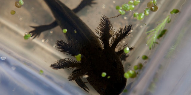 In this Friday, Feb. 21, 2014 photo, a young axolotl swims inside a plastic container at an experimental canal run by Mexico's National Autonomous University (UNAM) in the Xochimilco network of lakes and canals in Mexico City. Investigators have begun a search in hopes of finding what may be the last free-roaming axolotl. Not one axolotl was found during last year's effort at finding them in the wild in Xochimilco, their only natural habitat. The axolotl is known as the "water monster" and the "Mexican walking fish." (AP Photo/Dario Lopez-Mills)