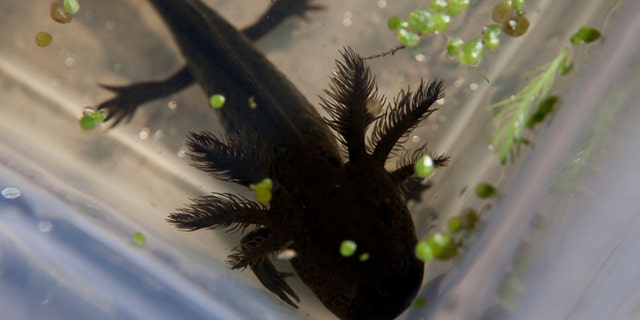 In this Friday, Feb. 21, 2014 photo, a young axolotl swims inside a plastic container at an experimental canal run by Mexico's National Autonomous University (UNAM) in the Xochimilco network of lakes and canals in Mexico City. Investigators have begun a search in hopes of finding what may be the last free-roaming axolotl. Not one axolotl was found during last year's effort at finding them in the wild in Xochimilco, their only natural habitat. The axolotl is known as the "water monster" and the "Mexican walking fish." (AP Photo/Dario Lopez-Mills)