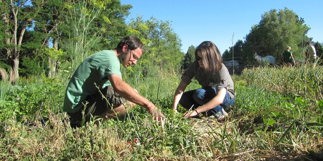 June 28, 2012: Davey Rodenstein, left, and Lindsay Reiber participate in a "weed dating" event at the Earthly Delights Farm in Boise, Idaho.