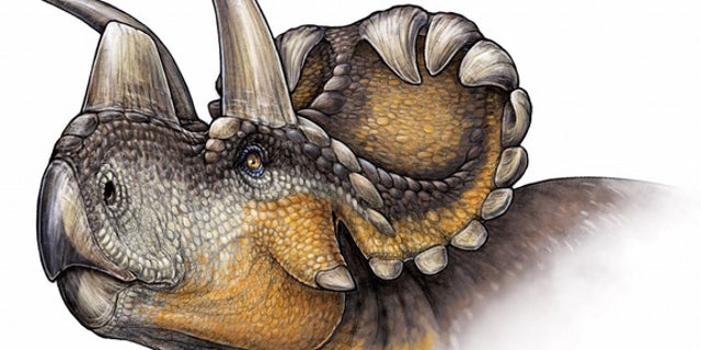 An artists' conception of <i>Wendiceratops</i>.