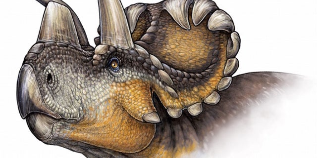 An artists' conception of <i>Wendiceratops</i>.