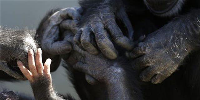 life size chimpanzee hand