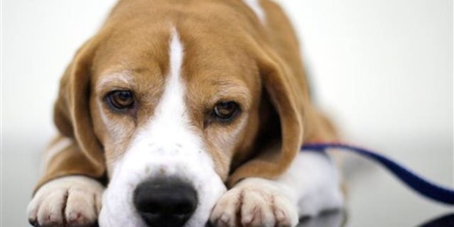 Uno the beagle, winner of Best in Show at the 132nd Westminster Kennel Club Dog Show looks on before a fundraiser for Angel on a Leash, a therapy dog organization, Saturday, Feb. 13, 2010 in New York. Competition in the 134th Westminster Kennel Club Dog Show will take place Feb. 15 and 16 at Madison Square Garden.