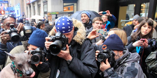 Photographers surround Alma Dulce, a 2-year old Xoloitzcuintli ahead of a news conference, on Jan. 26, 2012 in New York.