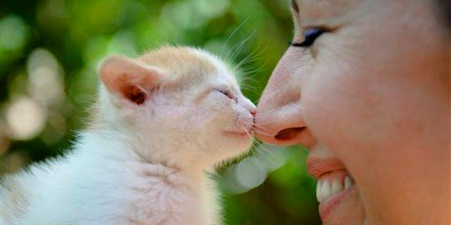 A woman touches noses with a kitten during an adoption event.  Cats take longer than dogs to get used to their new environment. 
