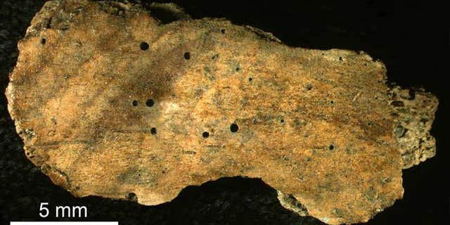 This 30-million-year-old rib fragment of a whale shows the circular boreholes made by a boneworm of the genus Osedax.