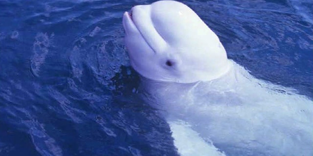 This undated photo provided by the U.S. Navy shows a male Beluga whale that scientists say made human-like sounds. The research was published online Monday, Oct. 22, 2012 in Current Biology.