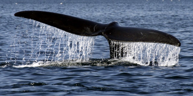 A North Atlantic right whale descends into Cape Cod Bay off the coast of Provincetown, Mass., Monday, April 12, 2010.