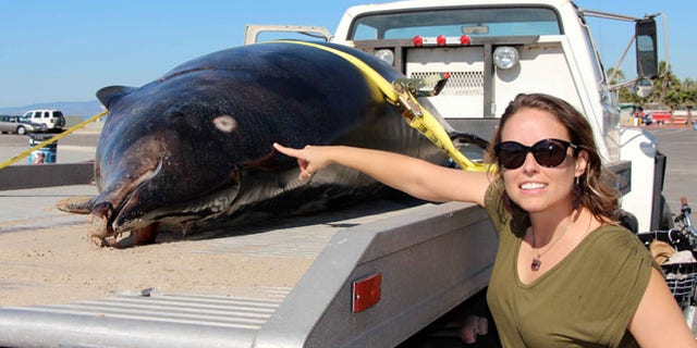 Oct. 16: Heather Doyle, director of the Heal the Bay's Santa Monica Pier Aquarium, points out shark bites found on a beached Stejneger's Beaked Whale that washed ashore Tuesday in the Venice Beach.