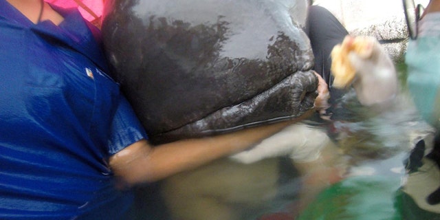 A whale found to have swallowed up to 80 plastic bags is seen in Songkhla, Thailand, in this still image from a June 1, 2018 video footage by Thailand's Department of Marine and Coastal Resources.