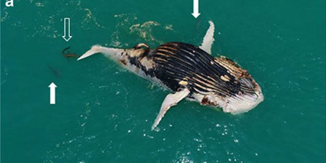 A crocodile joined four tiger sharks as they feasted on a dead whale in Australia.