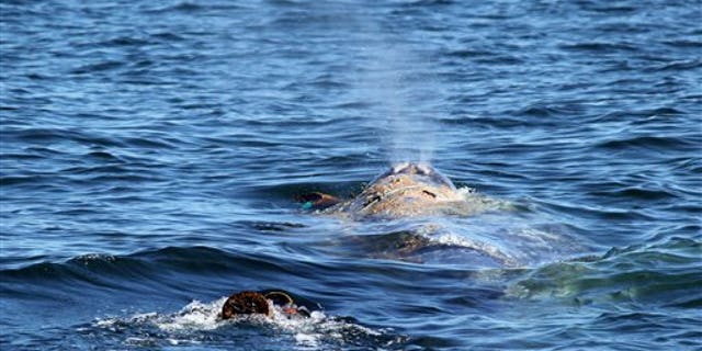 April 17, 2012: A gray whale becomes entangled in netting in the waters off the coast of Southern California.