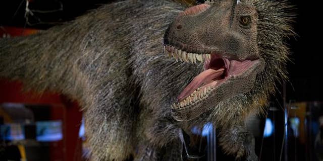 A model of a feathered dinosaur is seen at the American Museum of Natural History.
