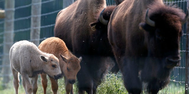 July 18, 2012: In this file photo, a white bison calf, left, walks in a field with its mother, right, and another calf at the Mohawk Bison farm in Goshen, Conn.