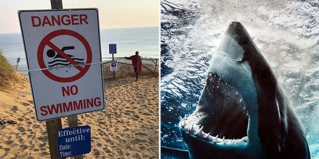 William Lytton, 61, of Scarsdale, NY, was bitten by a shark at a Cape Cod beach on Wednesday, August 16 2018.