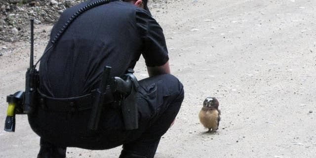 In this July 21, 2015 photo, provided by Boulder County Sheriff’s Deputy, Deputy Sophie Berman crouches over a small owl, making a brief video before the bird flew away, near Rainbow Lakes, outside Nederland, Colo. Berman came across the raptor on a dirt road as Berman patrolled the area. (Dan Walter/Boulder County Sheriff’s Office via AP)